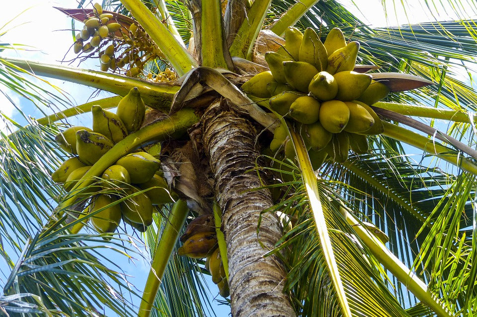 COCONUT BENEFITS: HYDRATION